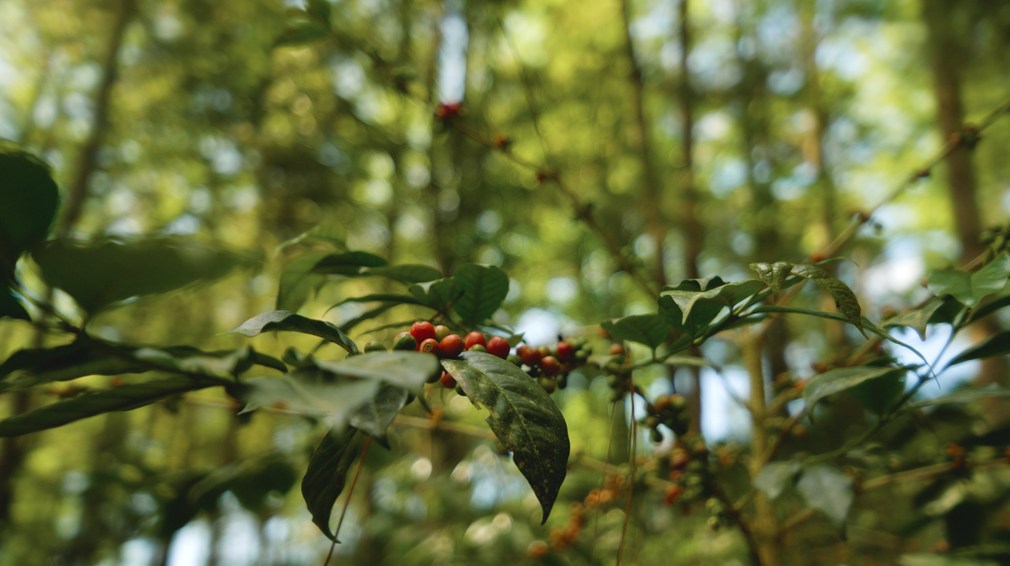 Coffee cherries on a branch with green leaves and blurred background